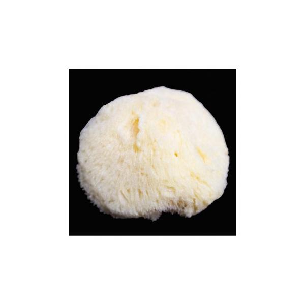 天然の海綿。水を含ませると柔らかくなり、スポンジのように絵具の水分を足したり吸い取ったりできます。