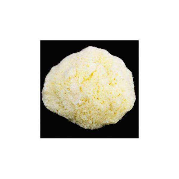 天然の海綿。水を含ませると柔らかくなり、スポンジのように絵具の水分を足したり吸い取ったりできます。