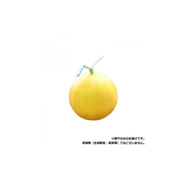 小林種苗 メロン種子 おてがるキイたん　8137　小袋(7粒)