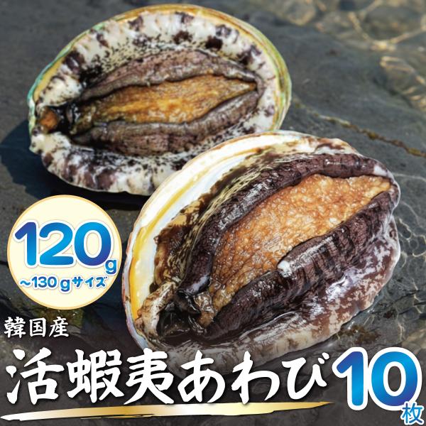 活蝦夷あわび (120/130g)×10枚 海鮮 ギフト 贈答用 父の日 お中元 お歳暮 高級 あわび 鮑 活アワビ BBQ 韓国産養殖【活きたままお届け！】送料無料