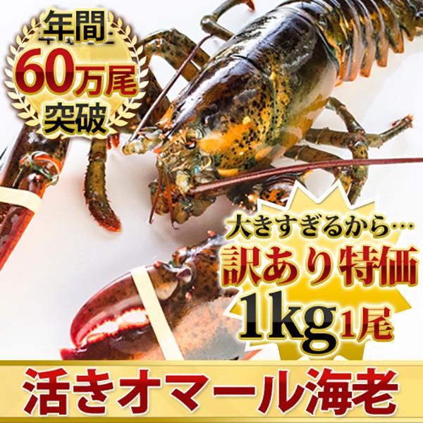 活オマール海老 JAMBO1kg前後 - エビ