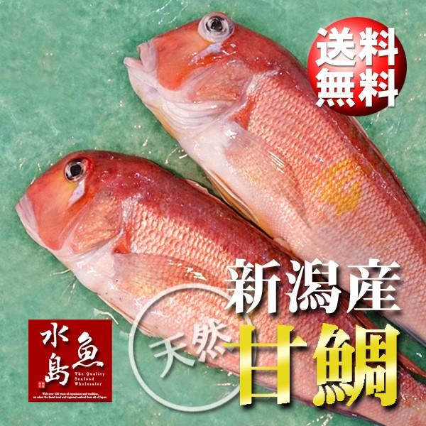 新潟産 天然 甘鯛 アマダイ（グジ）800〜899g・2尾（生冷凍） : 日本海