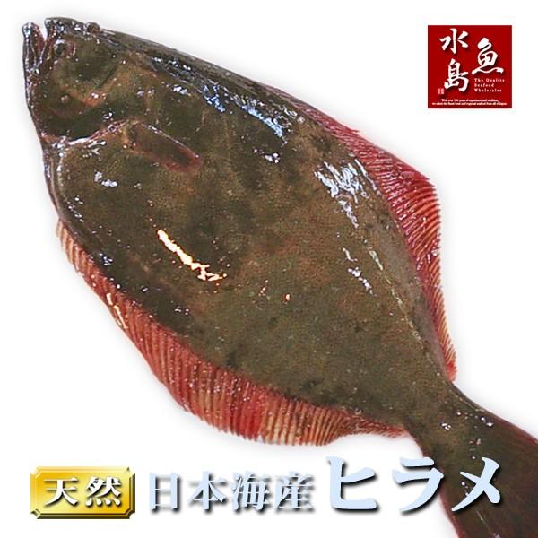 天然ヒラメ 平目 日本海産 3.5〜3.9キロ物