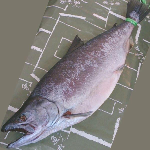 サクラマス 魚の人気商品 通販 価格比較 価格 Com