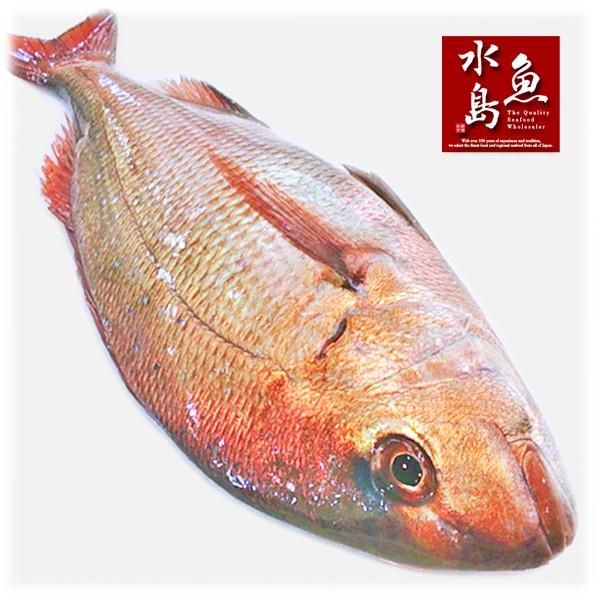 天然真鯛マダイ桜鯛日本海産2 5 2 9キロ物 Buyee Buyee 提供一站式最全面最專業現地yahoo Japan拍賣代bid代拍代購服務bot Online