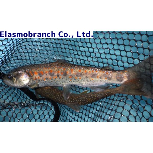 uonomichi_amagoiwana