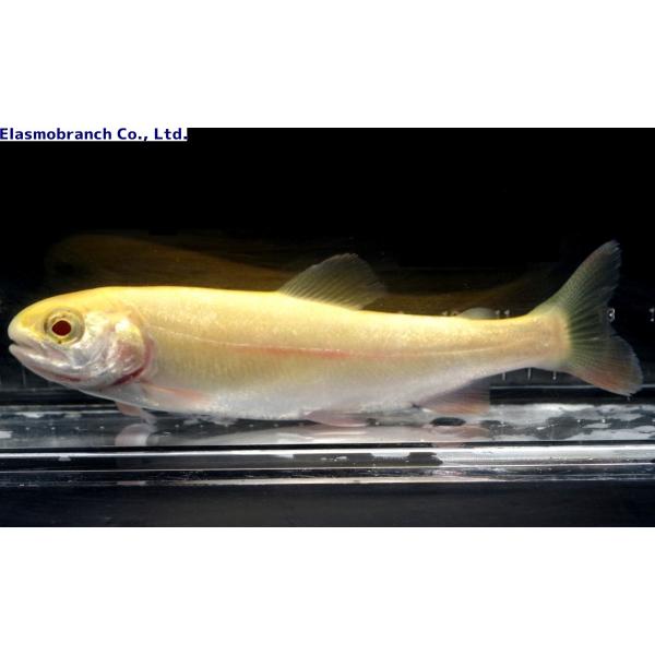 サケ科）アルビノニジマス Oncorhynchus mykiss（10〜15cm） 1匹