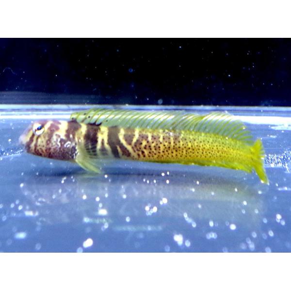 イソギンポ科 ナベカ Omobranchus Elegans 4 8cm １匹 Buyee Buyee Japanischer Proxy Service Kaufen Sie Aus Japan