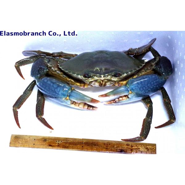 ワタリガニ科） アミメノコギリガザミ Scylla serrata （甲幅約