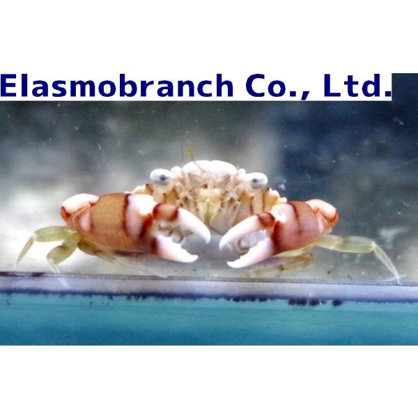 ワタリガニ科 マルガザミ Lissocarcinus Laevis 1 2cm １匹 Buyee Buyee Japanese Proxy Service Buy From Japan Bot Online
