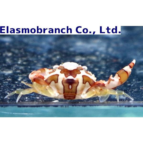 ワタリガニ科 マルガザミ Lissocarcinus Laevis 1 2cm １匹 Buyee Buyee Japanese Proxy Service Buy From Japan Bot Online