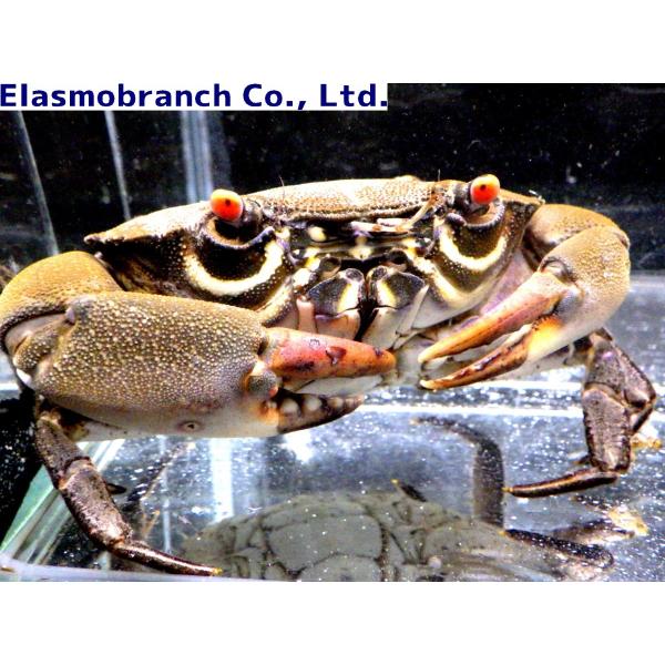 イソオウギガニ科） クマドリオウギガニ Baptozius vinosus （4〜5cm