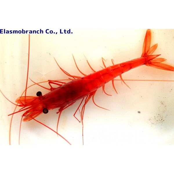 チヒロエビ科） ツノナガチヒロエビ Aristeomorpha foliacea （8〜10cm 