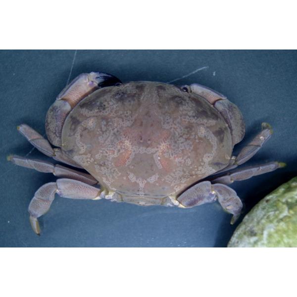 オウギガニ科 スベスベマンジュウガニ Atergatis Floridus 2 4cm １匹 Buyee 日本代购平台 产品购物网站大全 Buyee一站式代购 Bot Online