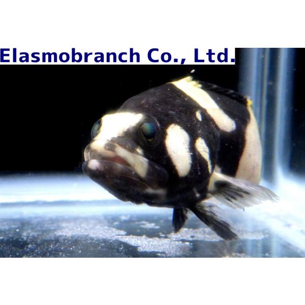 uonomichi_grouper-16