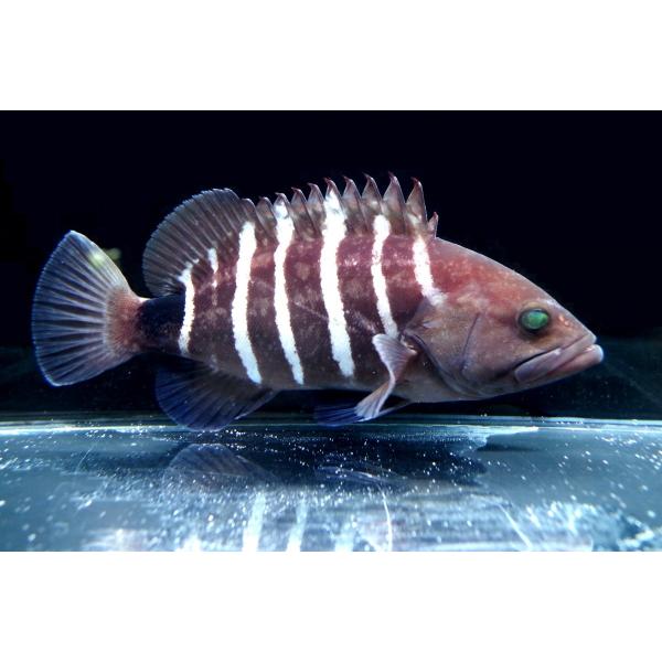 ハタ科 マハタ Epinephelus Septemfasciatus 15 cm １匹 Buyee Buyee 日本の通販商品 オークションの代理入札 代理購入