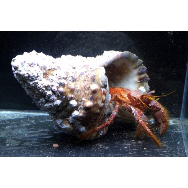 ヤドカリ科 イシダタミヤドカリ Dardanus Crassimanus 25cm １匹 Buyee Buyee 日本の通販商品 オークションの代理入札 代理購入