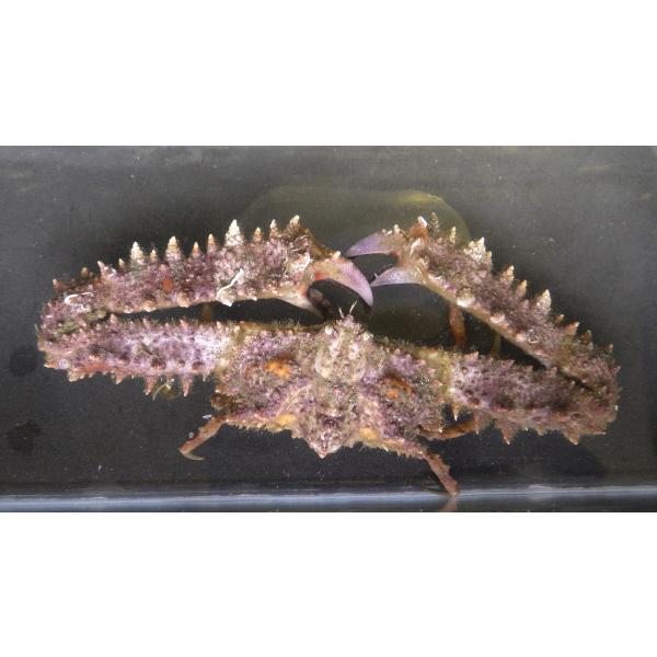 ヒシガニ科） ヒシガニ Platylambrus validus （甲幅6〜8cm） 1匹