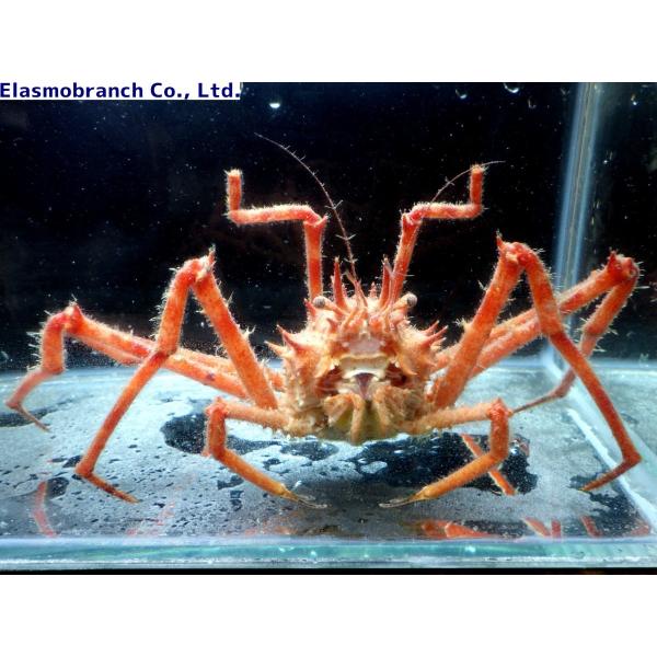 （ホモラ科） ツノナガオオホモラ Moloha acutispina （3〜4cm） １匹
