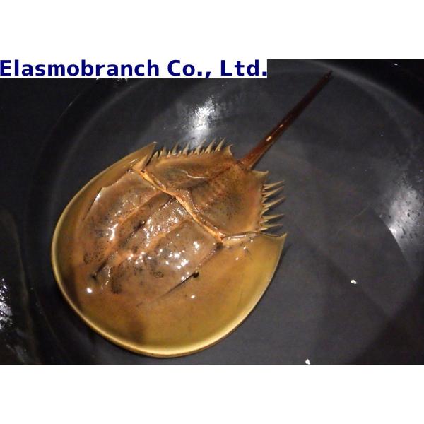 カブトガニ標本 Tachypleus tridentatus uonomichi_horseshoecrab