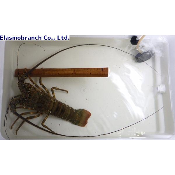 イセエビ科 ケブカイセエビ 観賞魚生体 Panulirus Homarus 25cm １匹 Iseebi2 アクアハウス魚の道