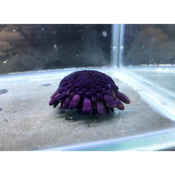 ナガウニ科） ジンガサウニ Colobocentrotus (Colobocentrotus