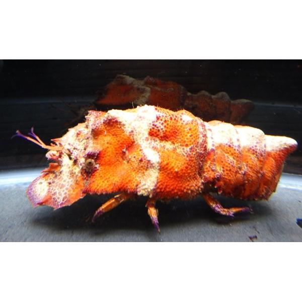 セミエビ科） コブセミエビ オレンジ個体 Scyllarides haani （10
