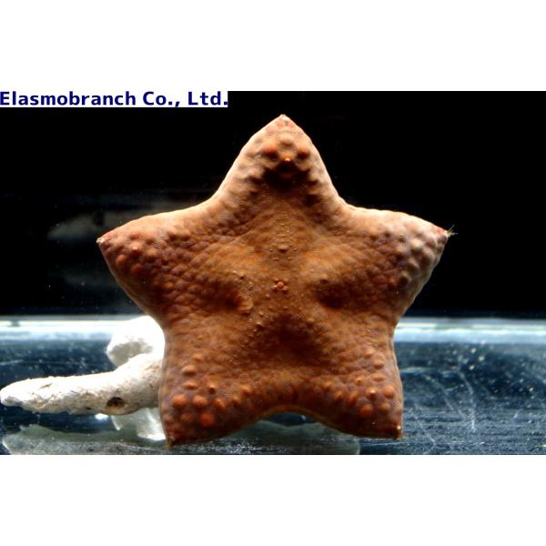 uonomichi_manjuuhitode