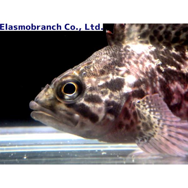 メバル科 ムラソイ Sebastes Pachycephalus 10 15cm １匹 Buyee Buyee Japanese Proxy Service Buy From Japan Bot Online