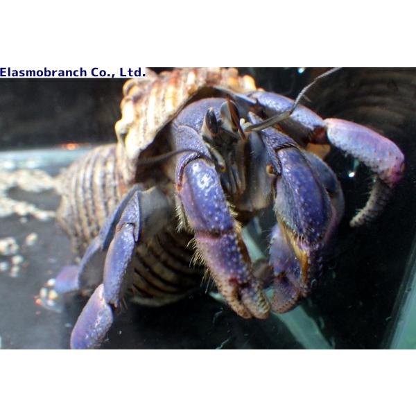 オカヤドカリ科 ムラサキオカヤドカリ Coenobita Purpureus 大サイズ １匹 Deltageophysics Com