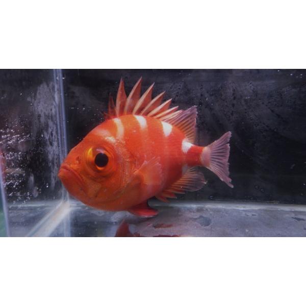 キントキダイ科） クルマダイ Pristigenys niphonia （8〜10cm） 1匹