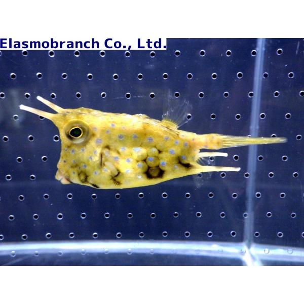フグ科 コンゴウフグ Lactoria Cornuta 9 11cm １匹 Puffer 9 アクアハウス魚の道 通販 Yahoo ショッピング