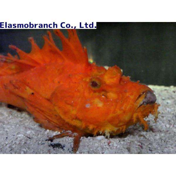 透明標本 魚 オニオコゼ オニオコゼ | フィッシュズカン