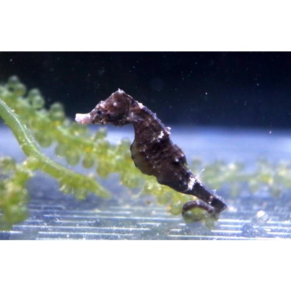 ヨウジウオ科 サンゴタツ Hippocampus Mohnikei 3 ５cm １匹 Buyee Buyee Japanese Proxy Service Buy From Japan Bot Online