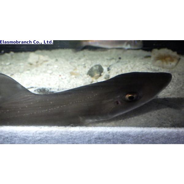 ドチザメ ベビー 生体 海水魚 観賞魚