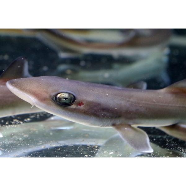 ドチザメ ベビー 生体 海水魚 観賞魚 ドチザメ【近海産】 | 海水魚図鑑（過去入荷）,海水魚,サメ・エイ
