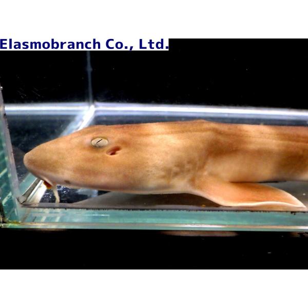 テンジクザメ科） シマザメ スリランカ産 Chiloscyllium griseum （15 