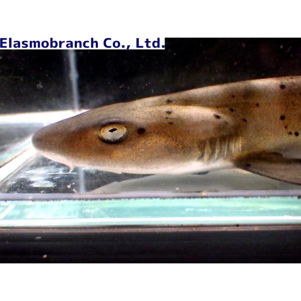 ドチザメ ベビー 生体 海水魚 観賞魚 ドチザメ ベビー【近海産】 | 海水魚図鑑（過去入荷）,海水魚,サメ