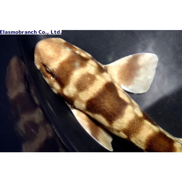 送料無料 トラザメ科 サンゴトラザメ Atelomycterus Marmoratus 40 50cm １匹 観賞魚生体 Hotelrazavieh Com