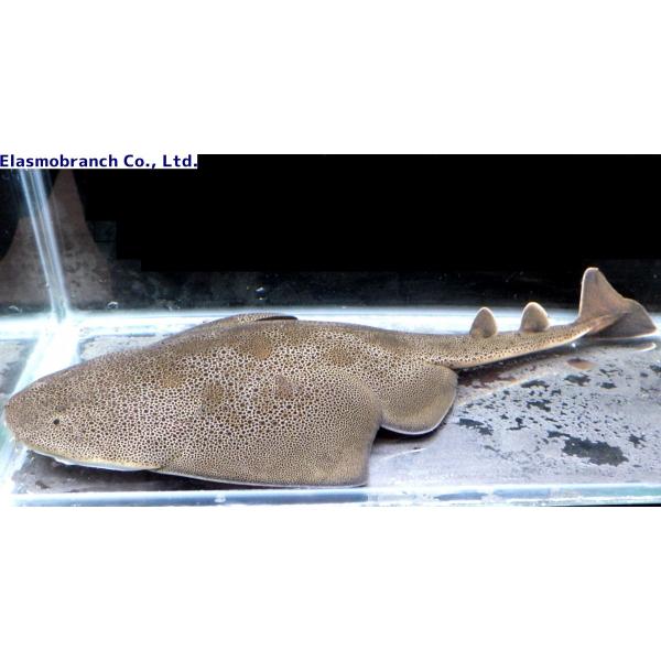 カスザメ科 カスザメ ベビー Squatina Japonica 約25cm １匹 Shark 7 アクアハウス魚の道 通販 Yahoo ショッピング
