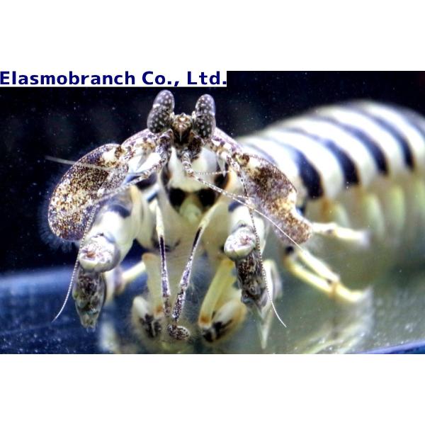 シャコ科 トラフシャコ Lysiosquilla Maculata 25cm １匹 Buyee Buyee Japanese Proxy Service Buy From Japan Bot Online