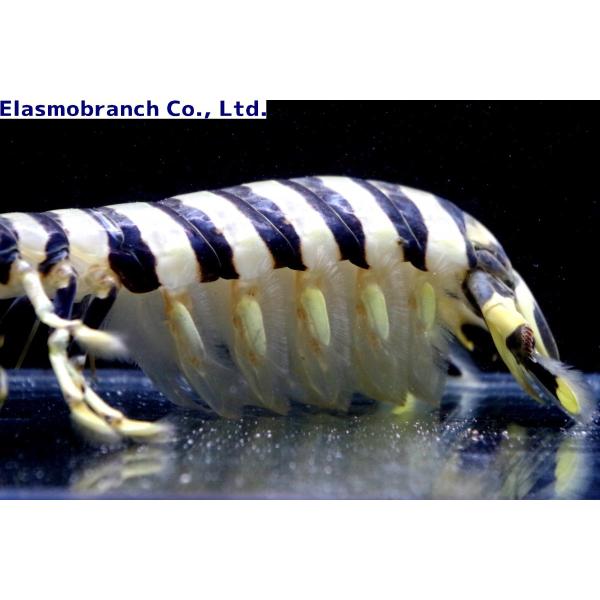 シャコ科 トラフシャコ Lysiosquilla Maculata 25cm １匹 Buyee Buyee Japanese Proxy Service Buy From Japan Bot Online