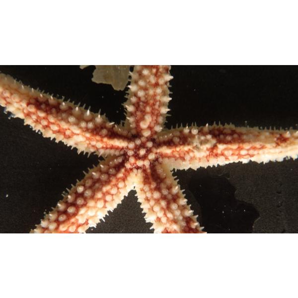 uonomichi_sinnkaihitode1