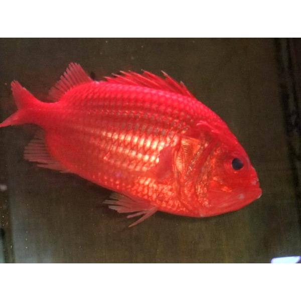 uonomichi_soldierfish-1-m