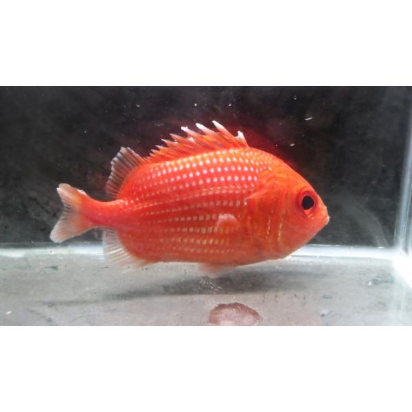 イットウダイ科） エビスダイ Ostichthys japonicus （6〜10cm