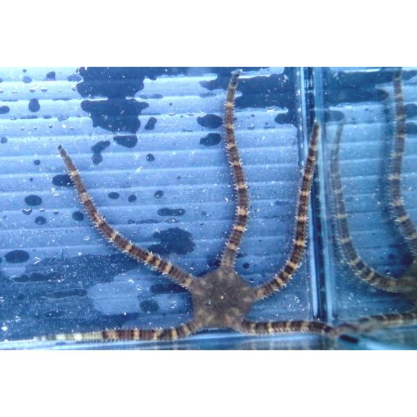 クモヒトデ科 ニホンクモヒトデ Ophioplocus Japonicus １匹 Buyee Buyee Japanese Proxy Service Buy From Japan Bot Online