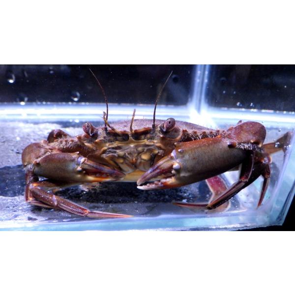 ワタリガニ科） トゲノコギリガザミ Scylla paramamosain （甲幅