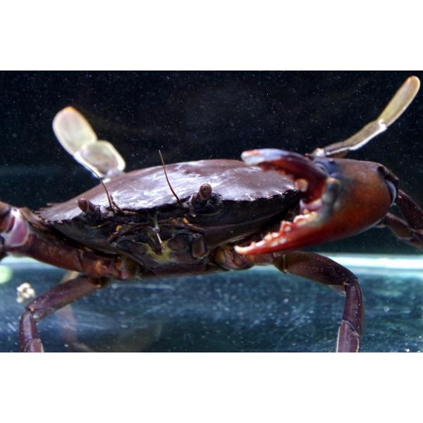 ワタリガニ科） トゲノコギリガザミ Scylla paramamosain （18