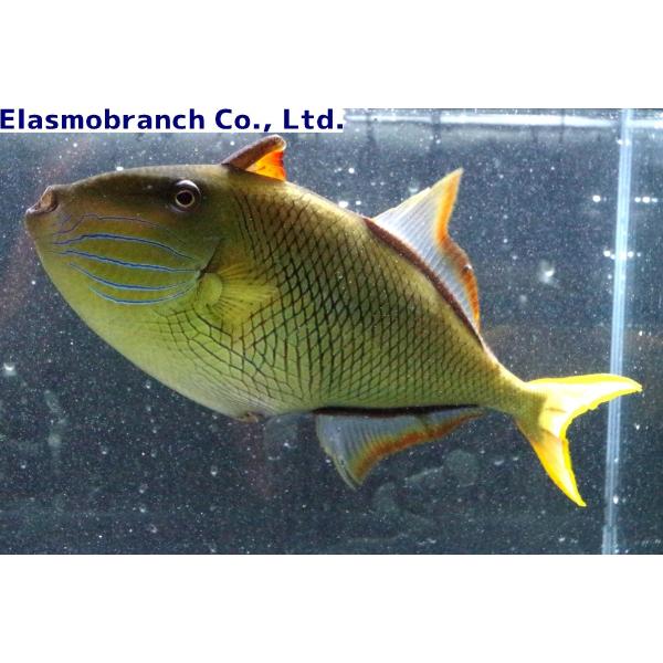 モンガラカワハギ科） ナメモンガラ Xanthichthys mento （15〜20cm