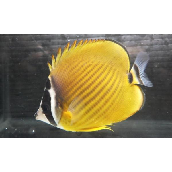 チョウチョウウオ科 ツキチョウチョウウオ Chaetodon Wiebeli 4 7cm １匹 Tukityou2 アクアハウス魚の道 通販 Yahoo ショッピング